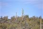 Cactus Plant