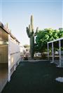 Cactus in Phoenix Neighborhood