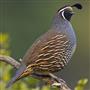 California State Bird, California Quail