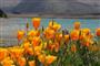 California State Flower, California Poppy
