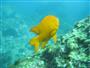 California State Marine Fish, Garibaldi