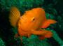 California State Marine Fish, Garibaldi