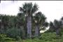Palm Trees by Cocoa Beach Florida