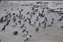 Birds at Cocoa Beach Florida