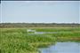 Florida Biomes