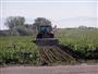 Topping Beets in Southeast Idaho