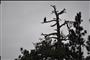 Bald Eagle at Sage Hen Reservior
