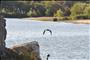 Heron at Three Rivers