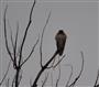 Hawk