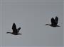 Geese