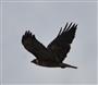 Hawk