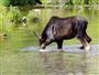 Moose by Cascade Springs