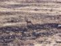 Rocky Mountain Sheep in Mountains above Heber