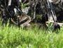 Moose