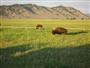 Buffalo in Jackson Hole