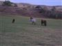 Cows Outside Sheridan WY