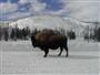 Buffalo in Yellowstone during the Winter