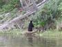 Bear Eating Below Jackson Dam
