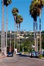 Palm Trees along La Playas Avenue