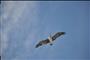 Bird in Flight at Cocoa Beach Florida
